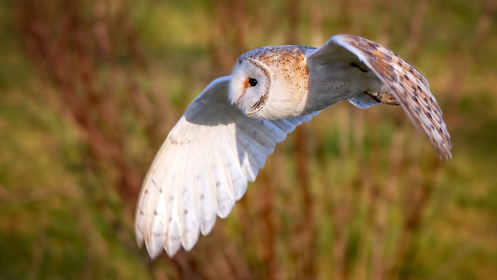 绿茵救赎记，哈弗茨对阵拉齐奥的救赎之战