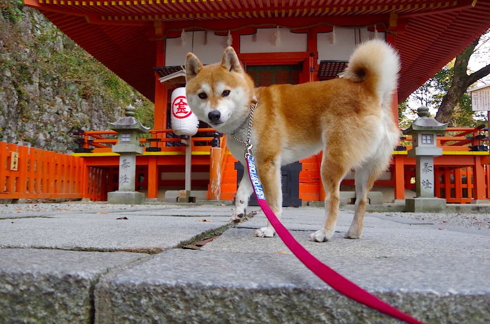绿墙前的刺客,当贝蒂斯打穿加纳,皮克如何成为跨洲关键先生