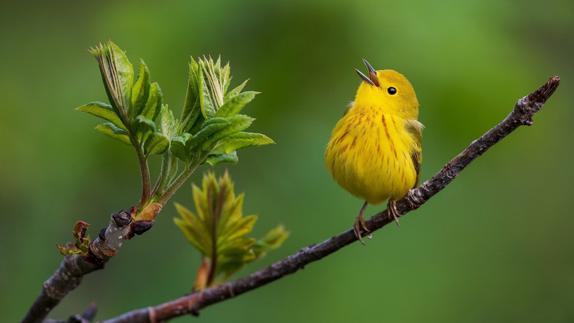 雄鹿的克莱时刻,神射拯救密尔沃基生死战