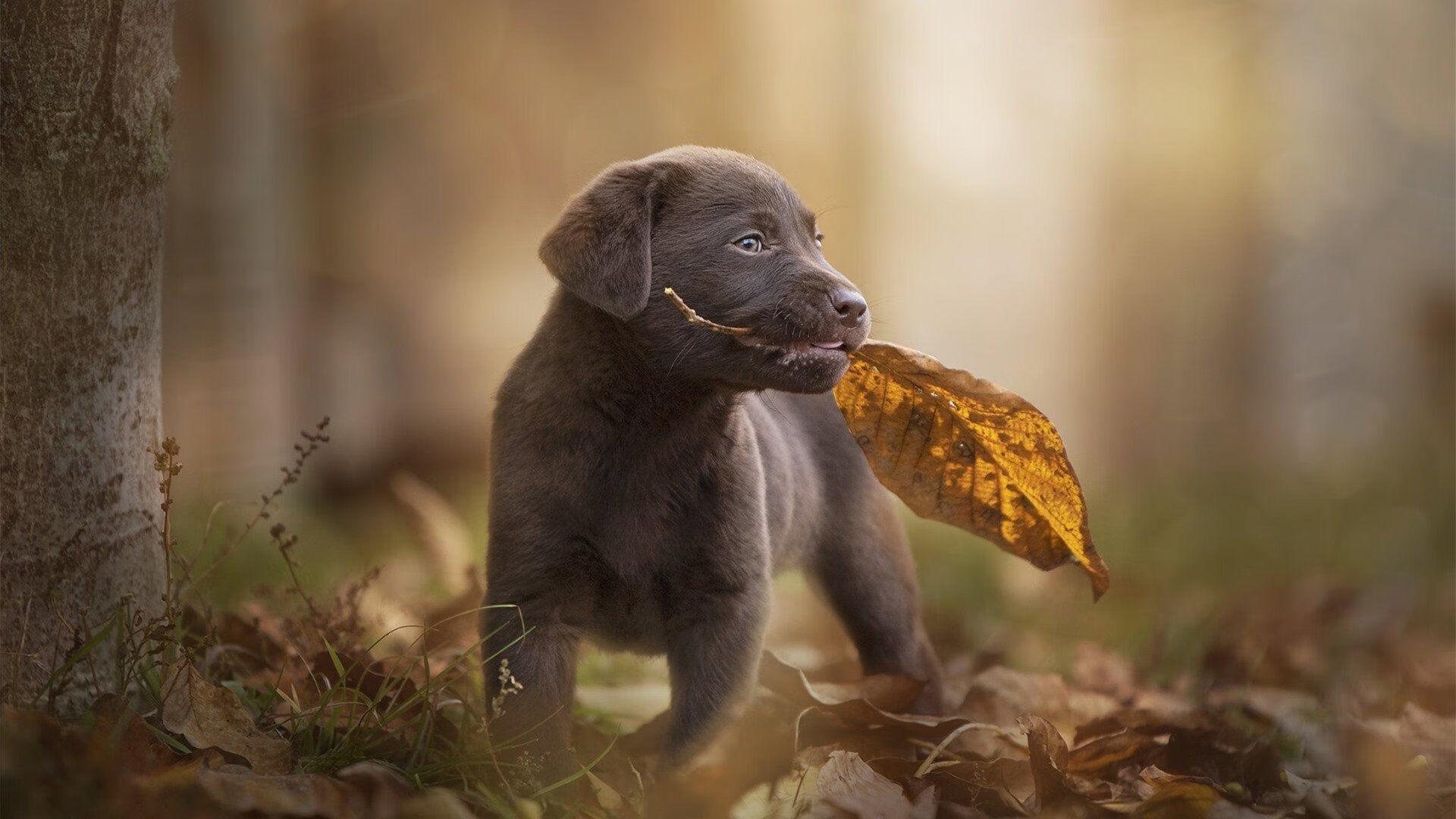 爆发者独舞，终局者独悲，罗德里戈的一夜神迹与皇家社会的战术悖论