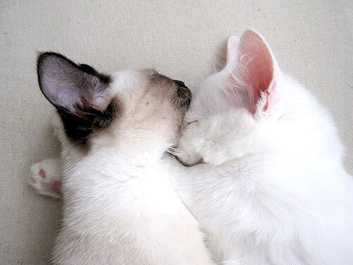 厄德高关键一击定江山，挪威力斩哥斯达黎加迎曙光