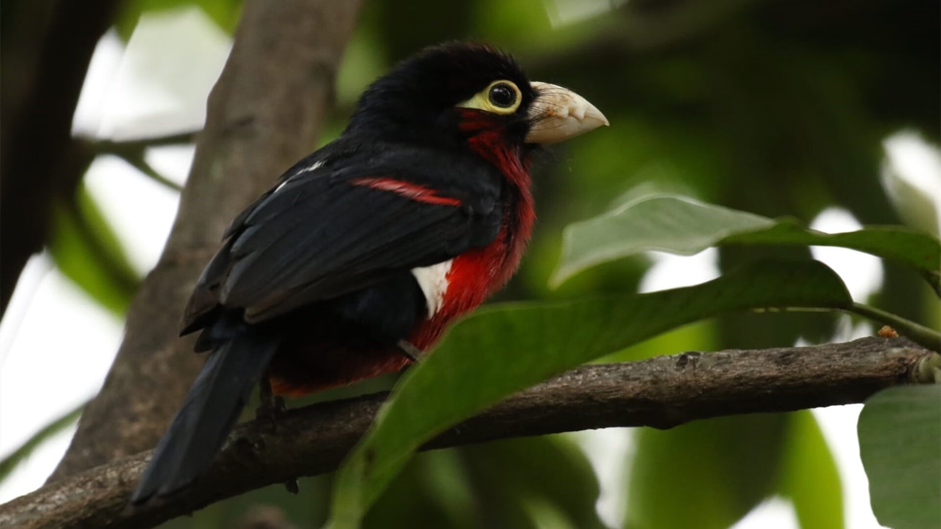 从绿茵场到F1赛道，卡马文加的关键战突围哲学