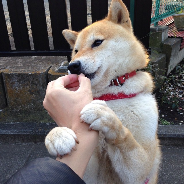 夜场统治者,当F1引擎的咆哮遇见字母哥的静默凝视