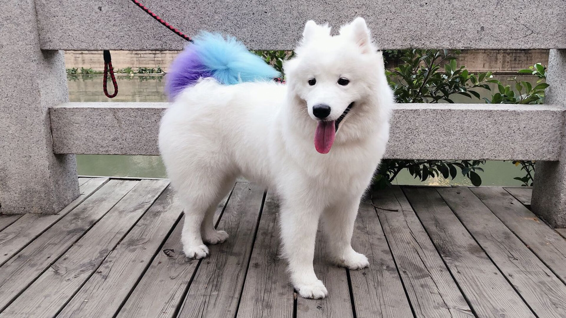 当封锁成为序章，鹈鹕窒息奇才之夜，如何预演了贝恩的西决接管？