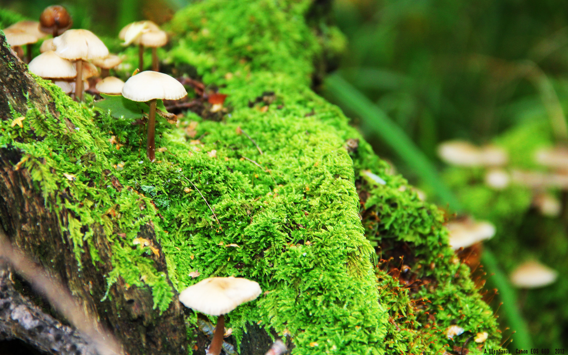 跨界奇迹,牙买加争冠战爆冷胜阿森纳,京多安季后赛抢七接管比赛书写传奇