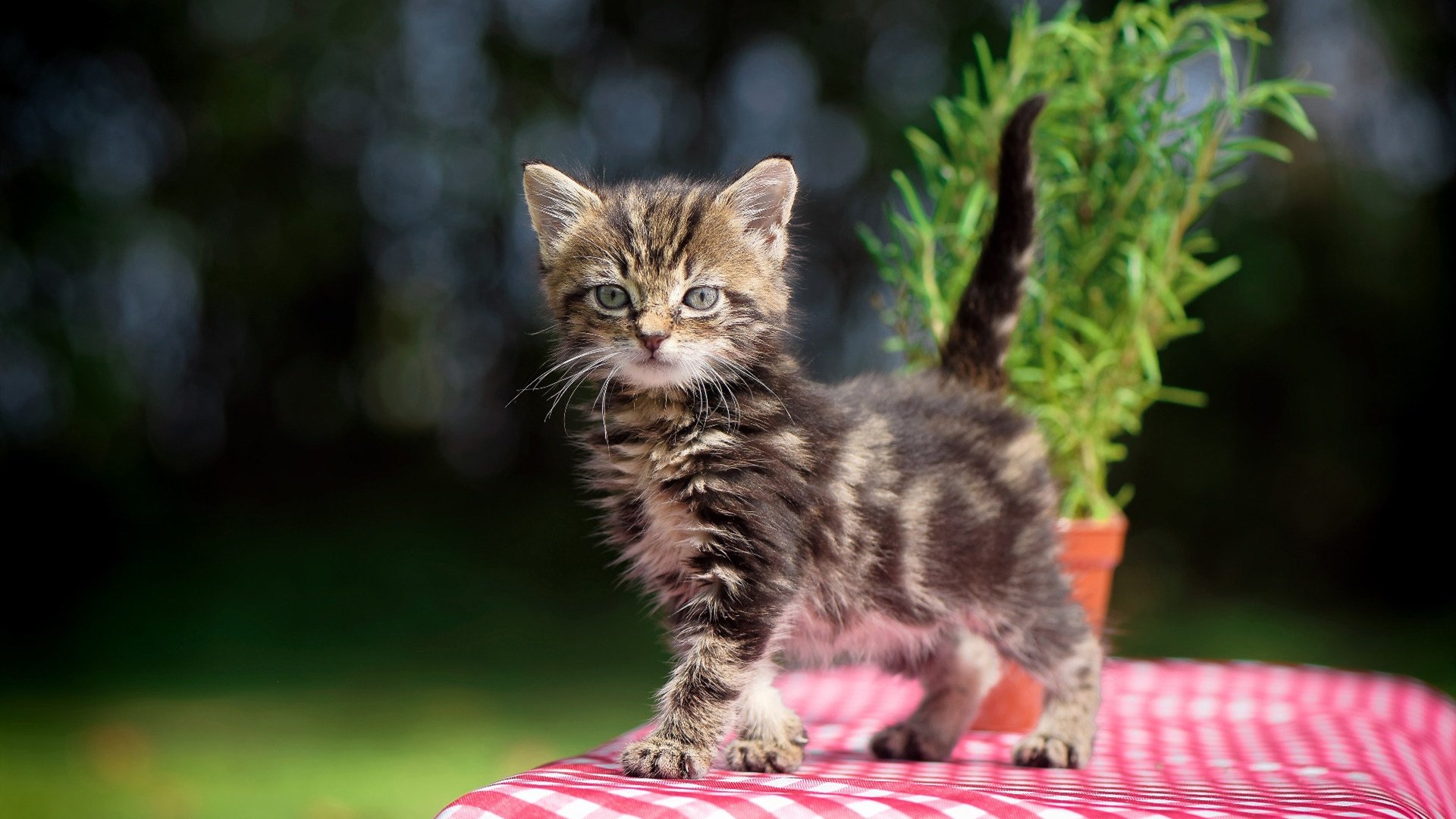 开云体育-穹顶之下，当宇宙为杰伦·格林暂停三秒