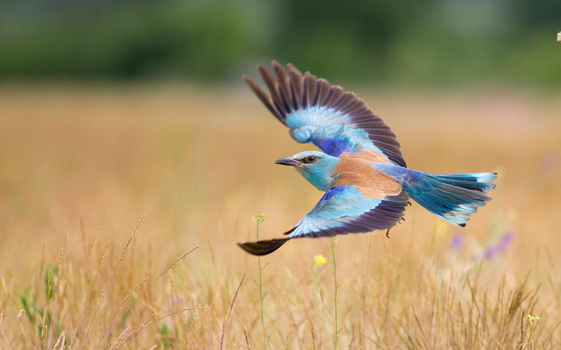 阿尔瓦雷斯状态火热，个人英雄主义与加纳节奏掌控中国的战术启示