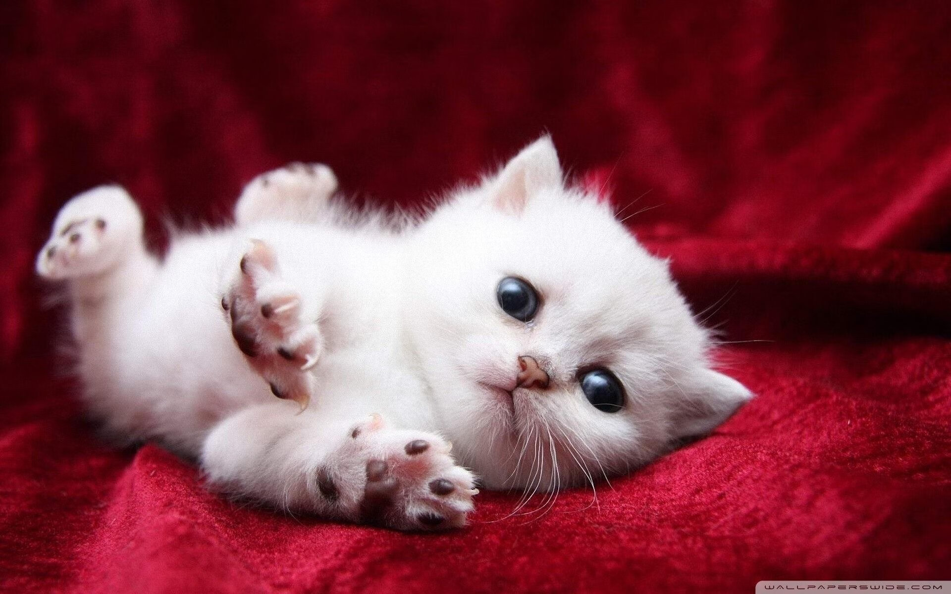 最钝的刀，最亮的光，戈麦斯欧冠决赛之夜的救赎与爆发