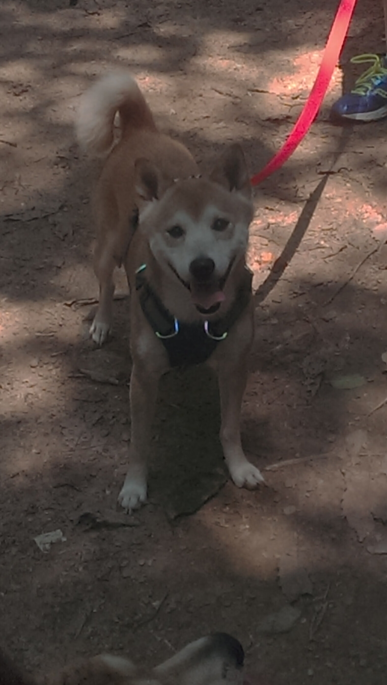 世界排名争夺战之夜，克瓦拉茨赫利亚的无解魔法让对手窒息