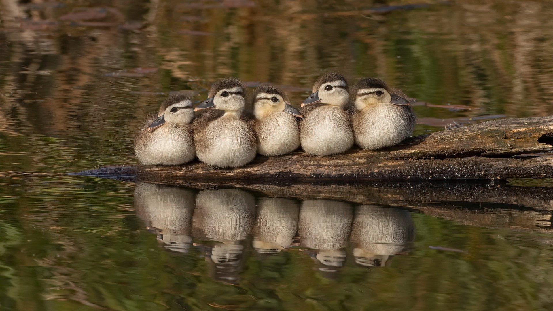 开云体育-霍勒迪化身罚球线艺术家，一场罚球引发的战略溃败