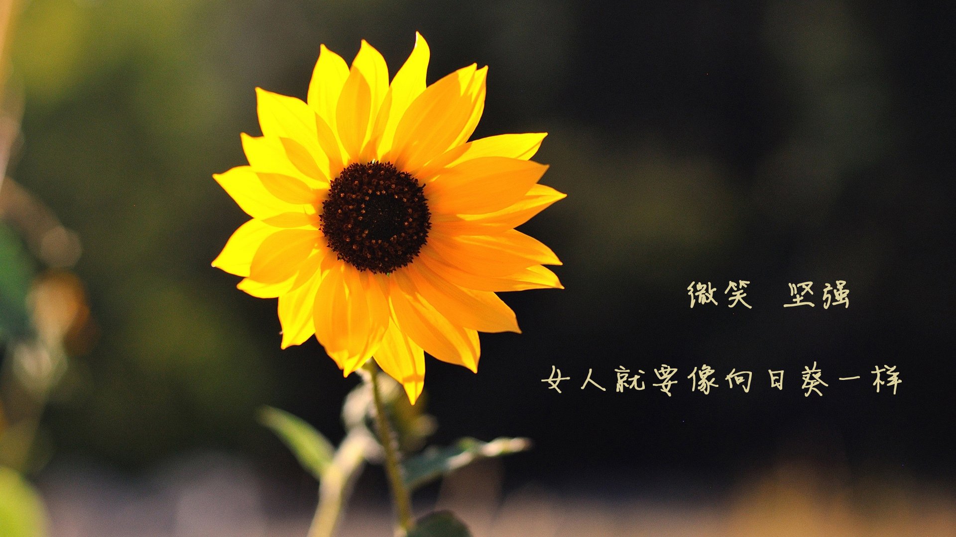德黑兰的最后一枪,B费压哨绝杀,伊朗力克罗马尼亚书写世界杯最冷奇迹
