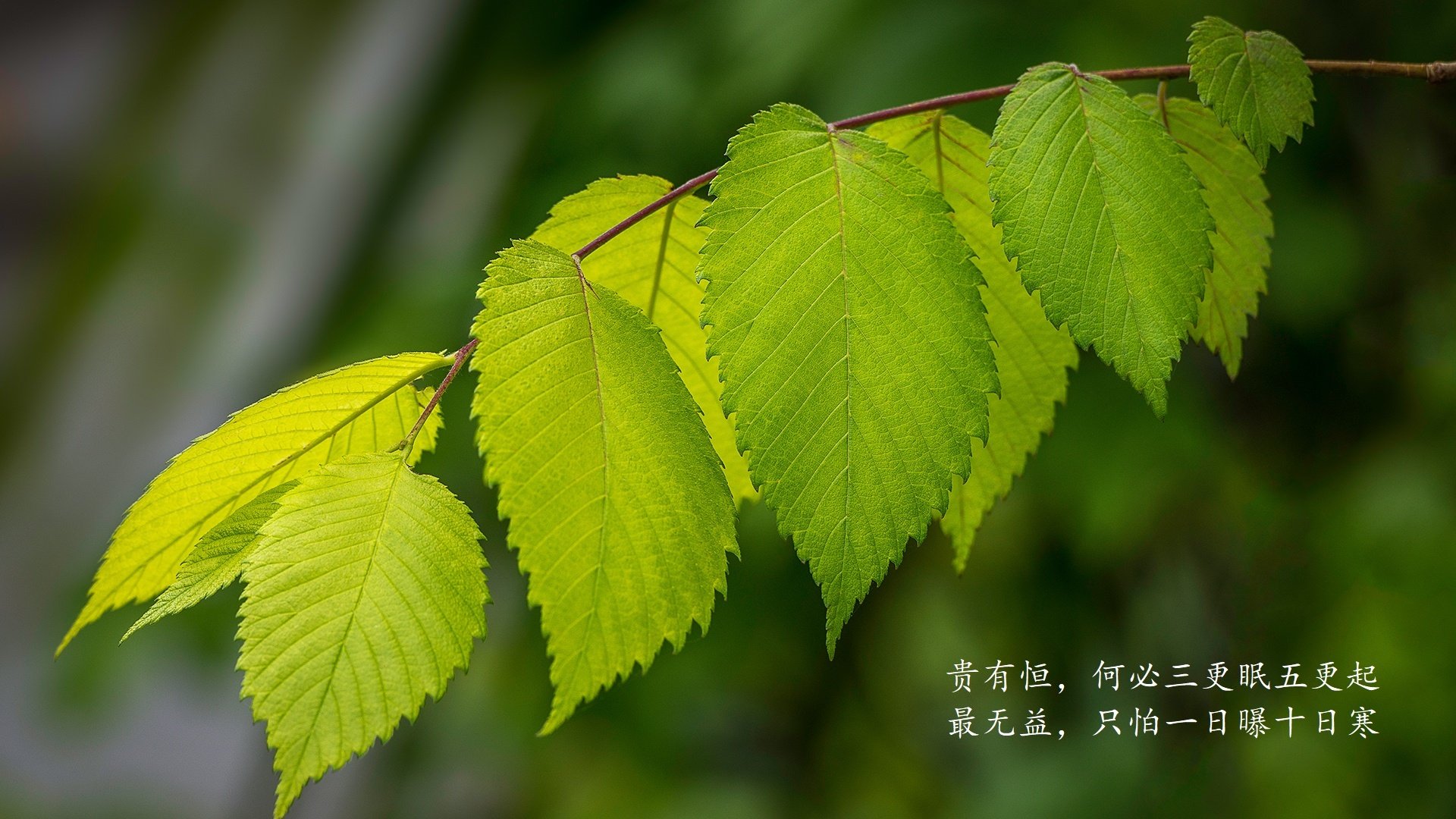 诸神黄昏的冷雨,2026世界杯,一场被复仇改写的秩序